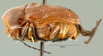 Media type: image;   Entomology 20026 Aspect: habitus lateral view